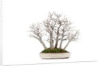 bonsai by Anonymous