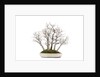 bonsai by Anonymous