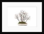 bonsai by Anonymous