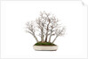bonsai by Anonymous