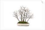 bonsai by Anonymous