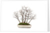 bonsai by Anonymous
