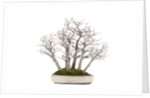 bonsai by Anonymous