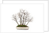 bonsai by Anonymous