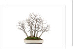 bonsai by Anonymous