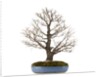 bonsai by Anonymous