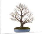 bonsai by Anonymous