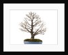 bonsai by Anonymous