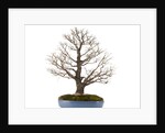 bonsai by Anonymous