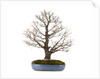 bonsai by Anonymous