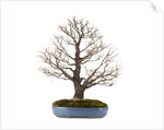 bonsai by Anonymous