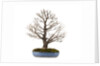 bonsai by Anonymous