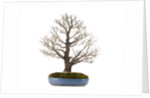 bonsai by Anonymous