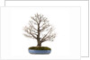 bonsai by Anonymous