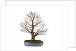 bonsai by Anonymous