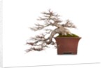 bonsai by Anonymous