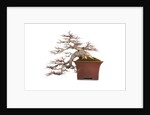bonsai by Anonymous