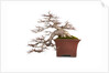 bonsai by Anonymous
