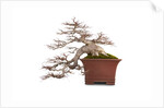 bonsai by Anonymous