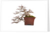 bonsai by Anonymous