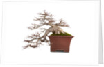bonsai by Anonymous