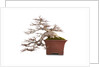 bonsai by Anonymous
