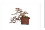 bonsai by Anonymous