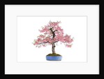 bonsai by Anonymous