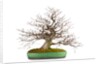 bonsai by Anonymous