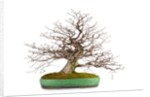 bonsai by Anonymous
