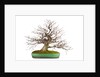 bonsai by Anonymous