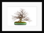 bonsai by Anonymous