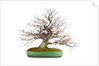 bonsai by Anonymous
