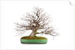 bonsai by Anonymous