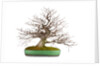 bonsai by Anonymous