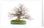 bonsai by Anonymous