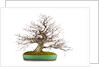bonsai by Anonymous