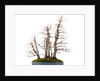 bonsai by Anonymous