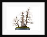 bonsai by Anonymous