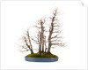 bonsai by Anonymous