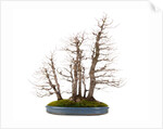 bonsai by Anonymous
