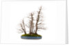 bonsai by Anonymous