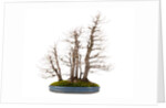 bonsai by Anonymous