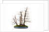 bonsai by Anonymous