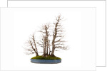 bonsai by Anonymous