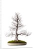 bonsai by Anonymous