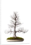 bonsai by Anonymous