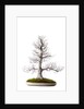 bonsai by Anonymous