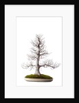 bonsai by Anonymous
