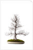 bonsai by Anonymous